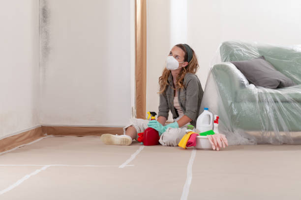 Reliable Black Mold Remediation contractor in Williamsburg, MI by 24 Hour Mold Removal