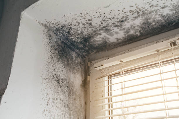 Affordable Black Mold Remediation solutions in Williamsburg, MI